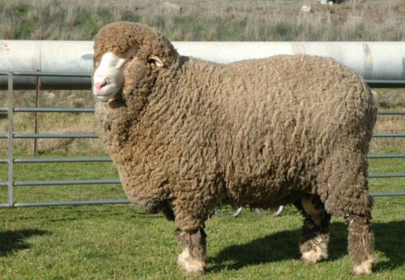 Lịch sử hình thành của chăn lông cừu